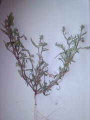 Corispermum
