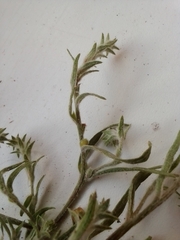 Corispermum