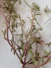 Corispermum