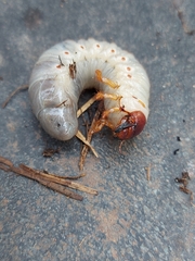 Oryctes nasicornis
