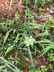 Melanthieae