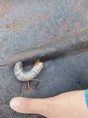 Oryctes nasicornis
