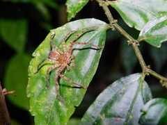 Heteropoda homstu