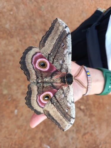 Speckled Emperor photographed in Sudan