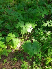 Aconitum septentrionale