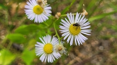 Erigeron annuus