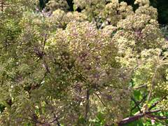 Angelica archangelica