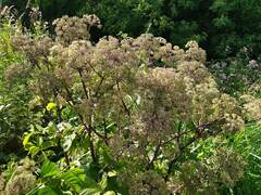 Angelica archangelica