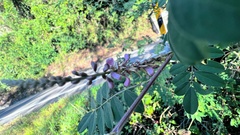 Indigofera pseudotinctoria