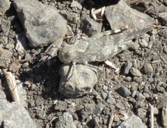 Trimerotropis occidentalis