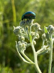 Chrysolina graminis