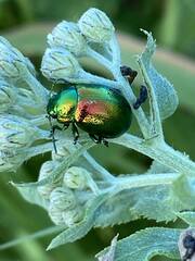 Chrysolina graminis