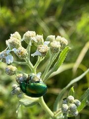 Chrysolina graminis