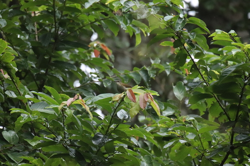 Slender-billed Greenbul (Stelgidillas gracilirostris), photo 9