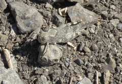 Trimerotropis occidentalis