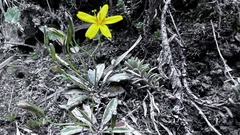 Ixeridium transnokoense