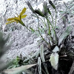 Ixeridium transnokoense