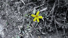 Ixeridium transnokoense