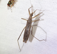 Pygolampis pectoralis