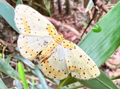 Percnia