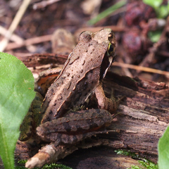 Rana ornativentris