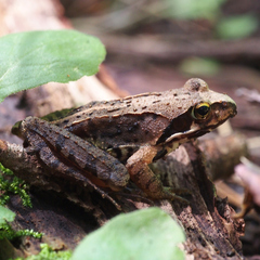 Rana ornativentris