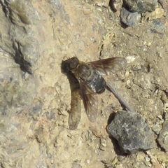 Chrysanthrax vanus