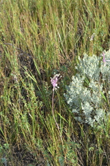 Allium praescissum