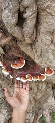 Ganoderma