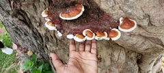 Ganoderma