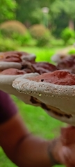 Ganoderma