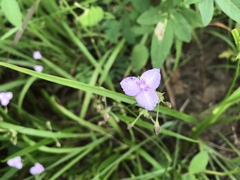 Callisia rosea