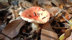 Russula