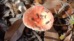 Russula