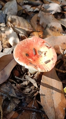 Russula