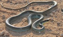 Coluber constrictor oaxaca