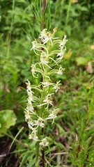 Habenaria delavayi
