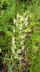 Habenaria delavayi
