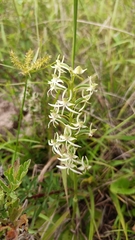 Habenaria delavayi