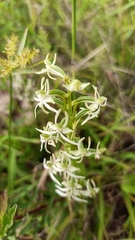 Habenaria delavayi