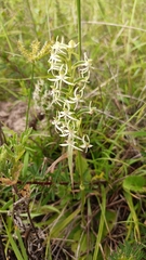 Habenaria delavayi