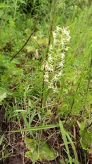 Habenaria delavayi