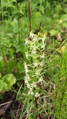 Habenaria delavayi