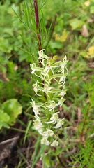 Habenaria delavayi