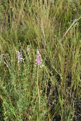 Allium praescissum
