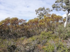 Eucalyptus latens