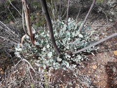 Eucalyptus latens