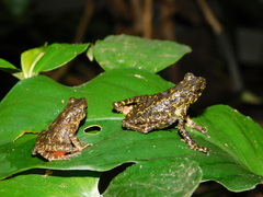 Leptophryne javanica