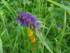 Melampyrum nemorosum