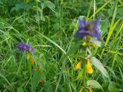 Melampyrum nemorosum